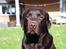 Labrador retriever Madumbjergs Magic Mas....
