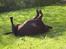 Labrador retriever Madumbjergs Magic Mas....