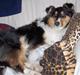 Collie langhåret Mollie