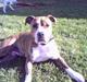 Amerikansk staffordshire terrier Tara R.I.P.