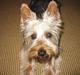 Australian silky terrier Anton