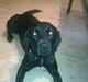 Labrador retriever Trunte * passede/min*