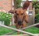 Gravhund Tips Mouton Cadet - RIP