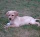 Labrador retriever Fie <33