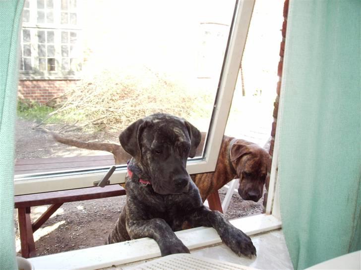 Blanding af racer Nala - Tja jeg sympatisere med gimli og vil også gerne ind! *nyt 18/8-07* billede 16