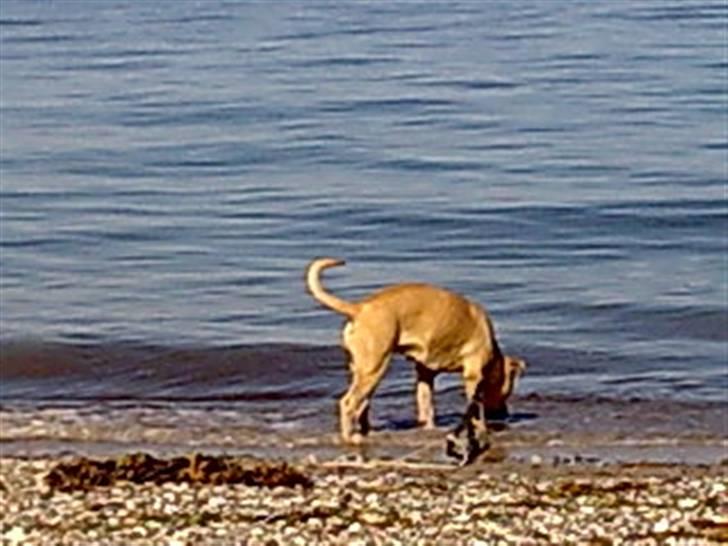 Amerikansk staffordshire terrier mille - mille 2008 hygger sig på ajsrup strand billede 1