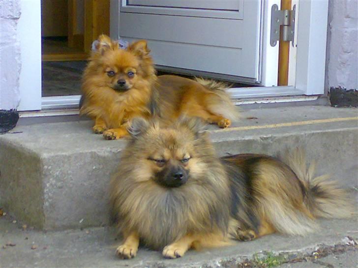 Pomeranian Tyson, Sov godt Skat <3 R.I.P - Det er perle og mig der nyder solen :) billede 17