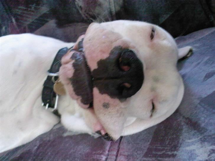 Amerikansk bulldog Ricco* fundet ny far :) billede 15