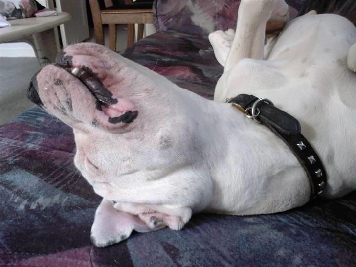 Amerikansk bulldog Ricco* fundet ny far :) billede 16