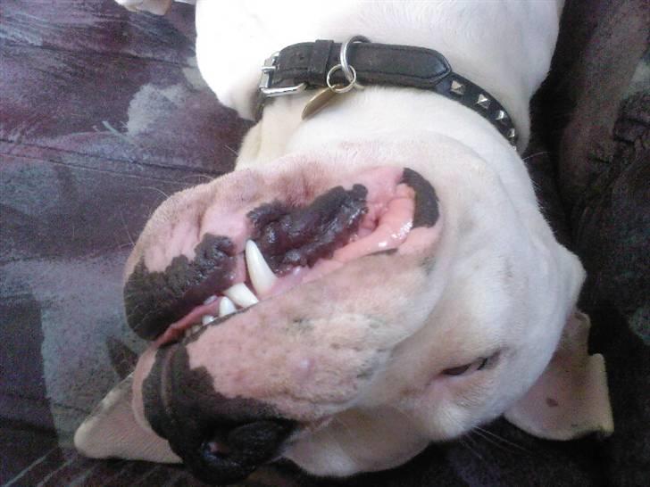 Amerikansk bulldog Ricco* fundet ny far :) billede 17