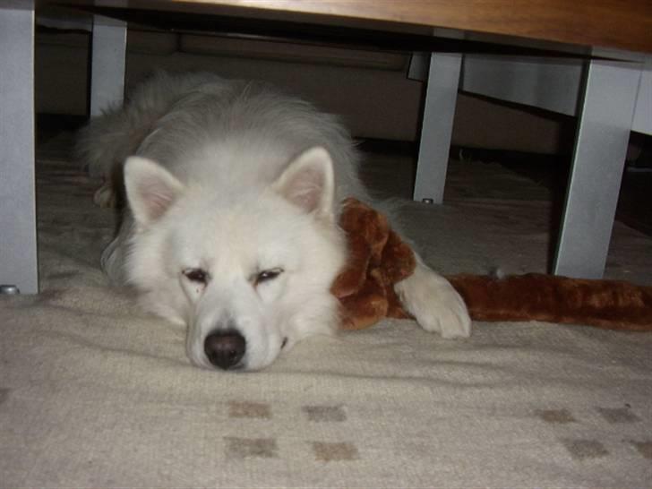 Samojedhund Backi billede 10