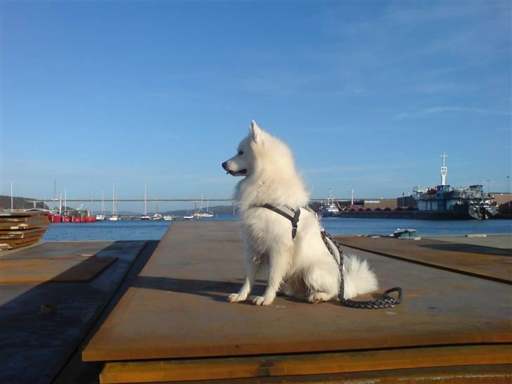 Samojedhund Backi billede 11