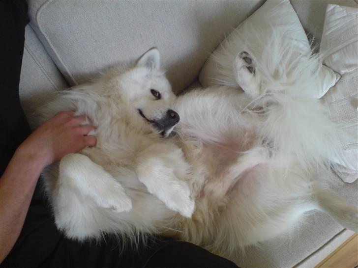 Samojedhund Backi billede 12