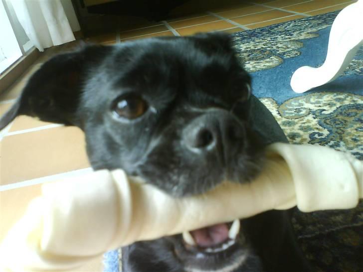 Blanding af racer Molly R.I.P billede 18