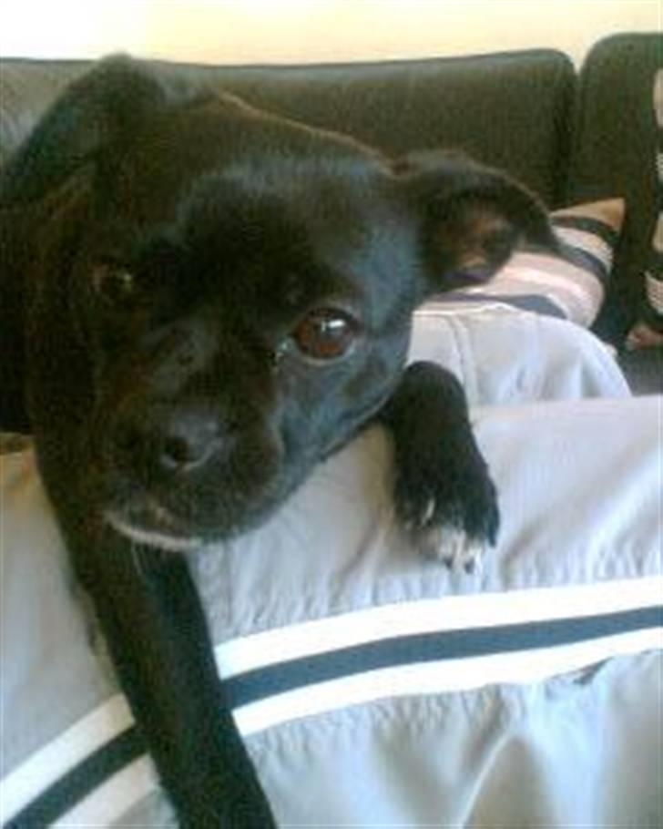 Blanding af racer Molly R.I.P billede 19