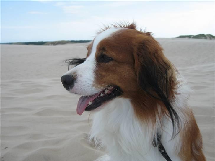 Kooikerhondje Miki billede 16