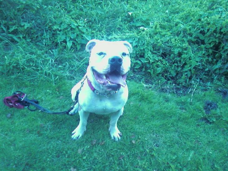 Amerikansk bulldog boxzo billede 1