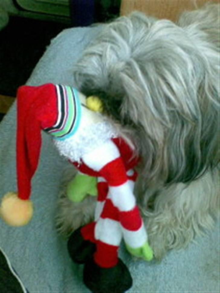 Shih tzu malu og milla her - hehe malu med hendes nye bamse billede 5