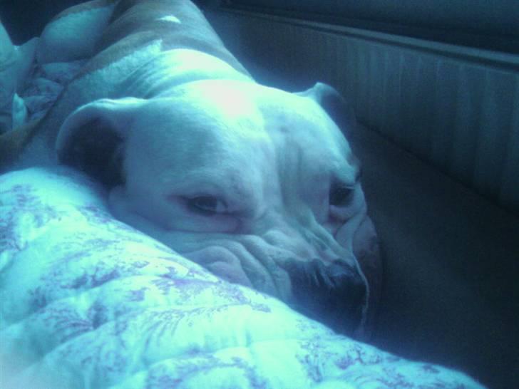Amerikansk bulldog boxzo billede 3