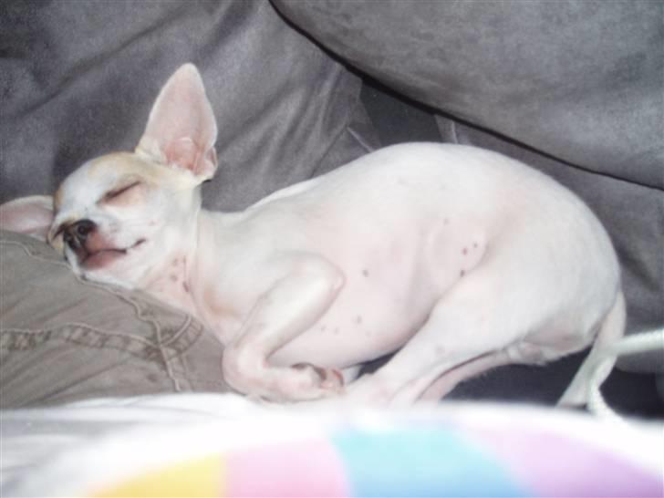 Chihuahua Tigo - Det er lige til at klare. billede 10