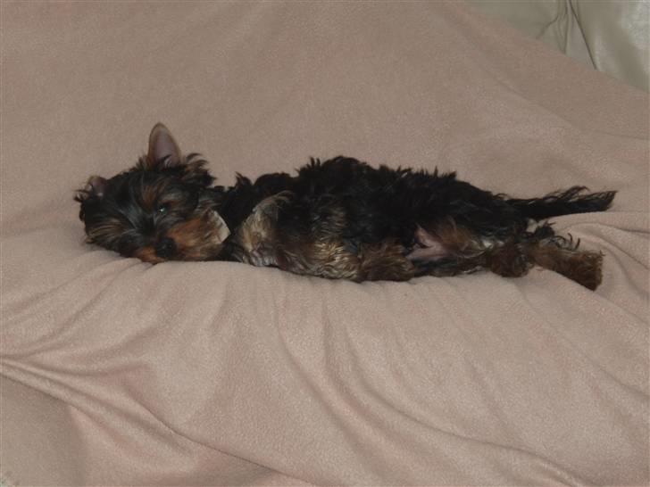 Yorkshire terrier Alfred billede 9