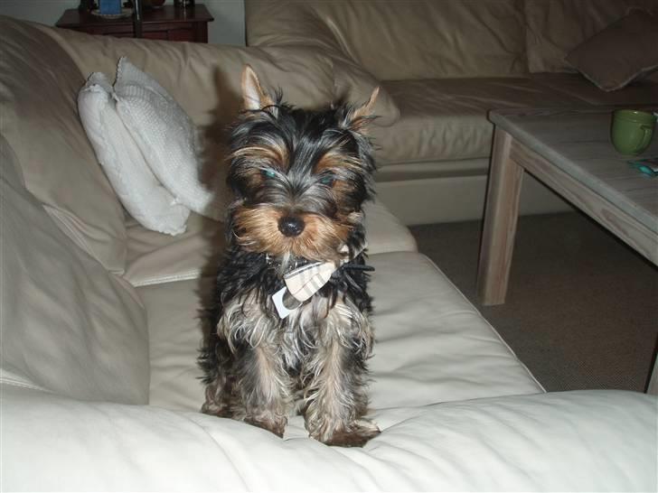 Yorkshire terrier Alfred billede 10