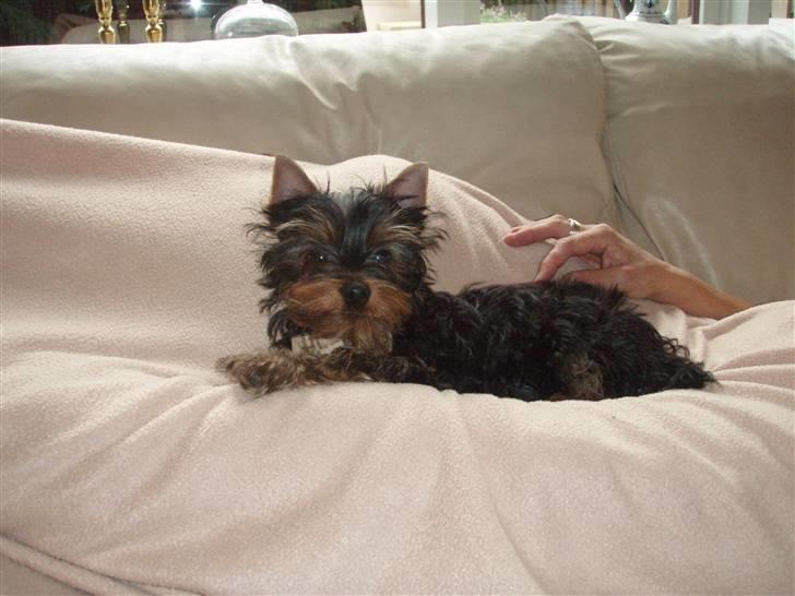 Yorkshire terrier Alfred billede 11