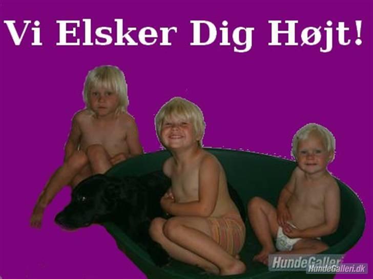 Labrador retriever plet billede 18