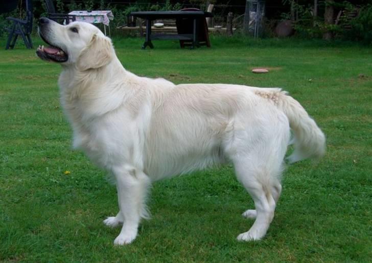 Golden retriever Buddy billede 13