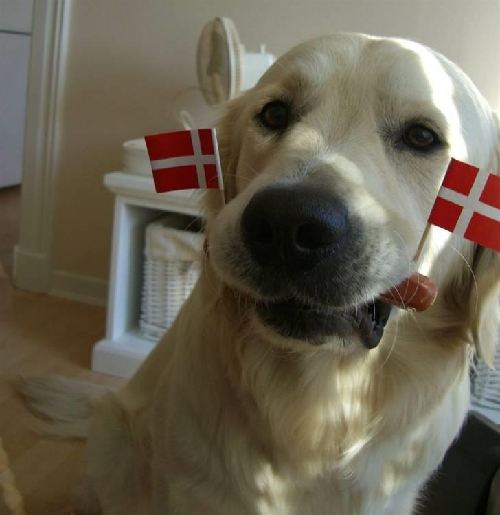 Golden retriever Buddy billede 14