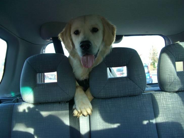 Golden retriever Buddy billede 15