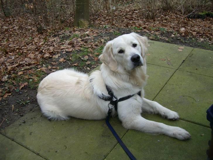 Golden retriever Buddy billede 16
