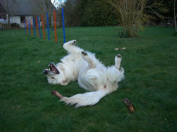 Golden retriever Buddy billede 17