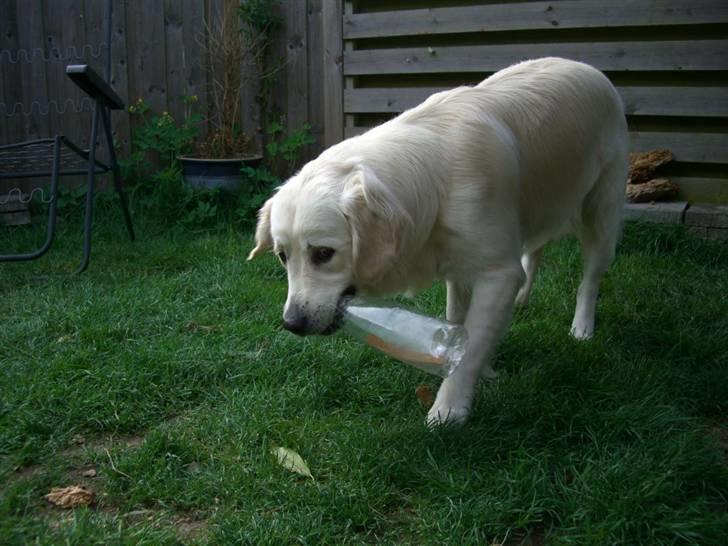 Golden retriever Buddy billede 18