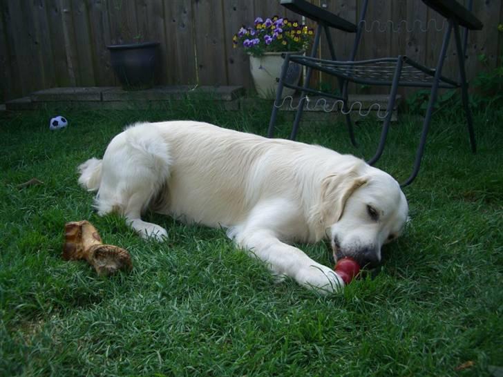 Golden retriever Buddy billede 19