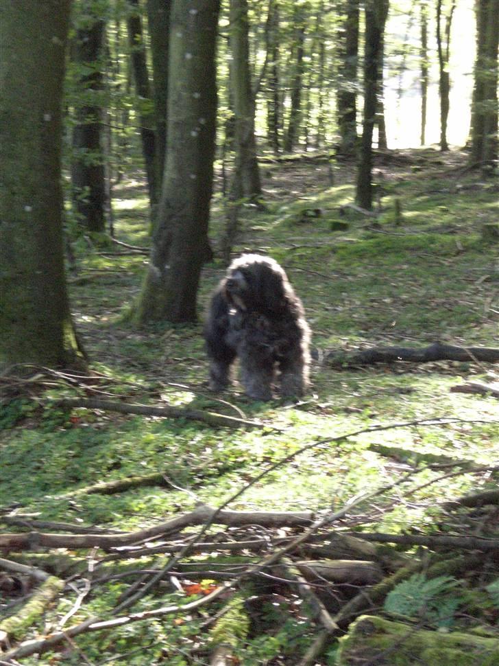 Tibetansk terrier Perle - Perle elsker at løbe i skoven...2007. billede 13