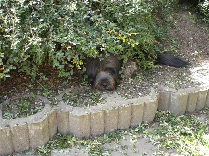 Tibetansk terrier Perle - MIn lille hygge hule, sommeren 2007 billede 14