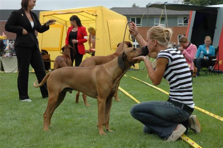 Rhodesian ridgeback Kuzonga's Chunuka Zazu - Udstilling i Vejen August 07 billede 8