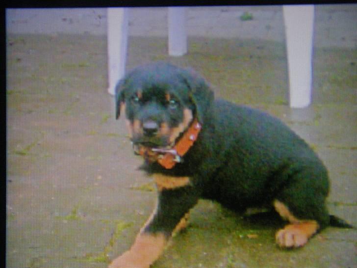 Rottweiler BOSCO billede 6
