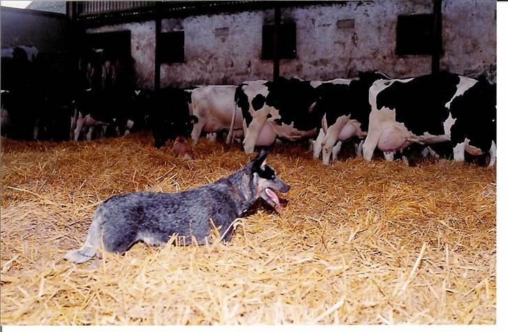 Australsk cattledog Red Alert`s blue Isis - Isi på arbejde billede 2