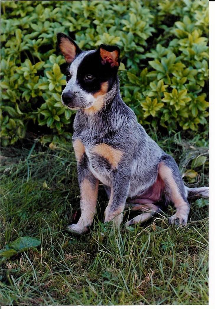 Australsk cattledog Red Alert`s blue Isis - Isi 3 måneder billede 3
