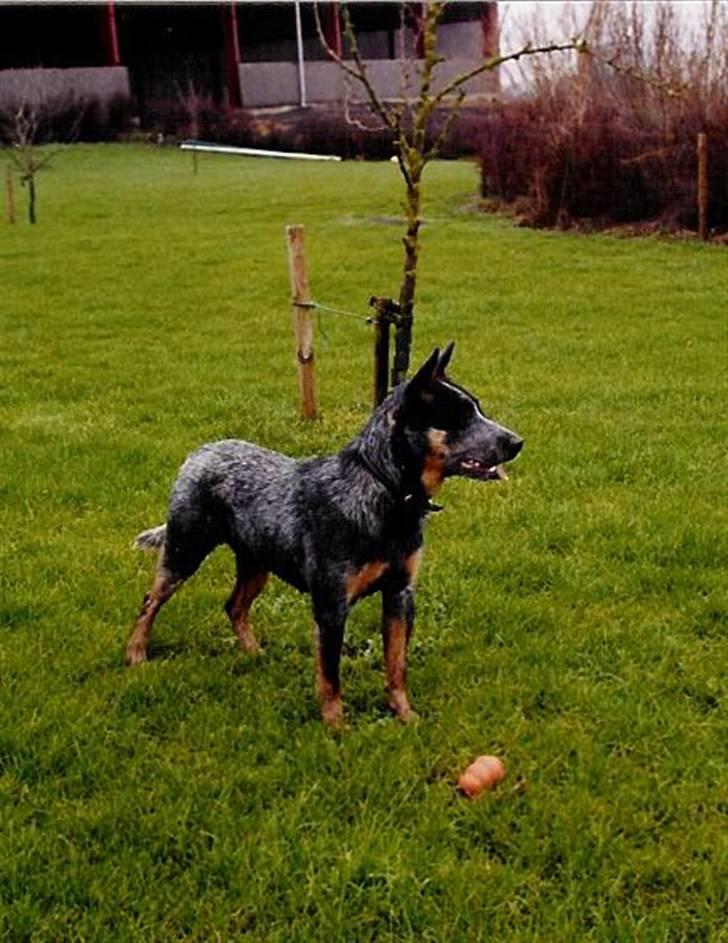 Australsk cattledog Red Alert`s blue Isis - Isi 1 år billede 4