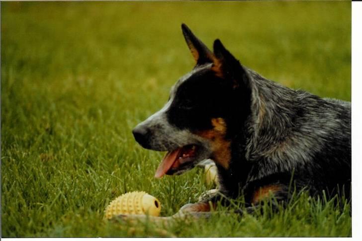 Australsk cattledog Red Alert`s blue Isis - Isi 5 mdr. billede 5