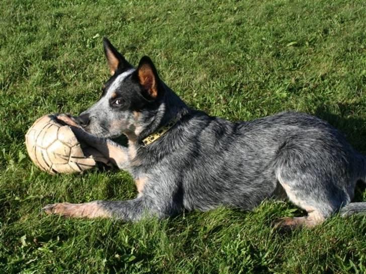 Australsk cattledog Red Alert`s blue Isis - Isi 5 mdr billede 6