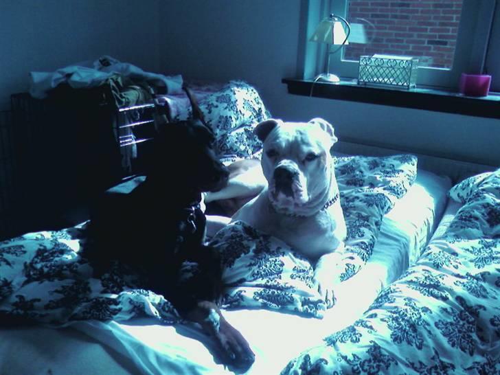 Amerikansk bulldog boxzo - her er boxzo og fleur igen . hmm tror ik de er klar til at stå op hehe.. billede 7