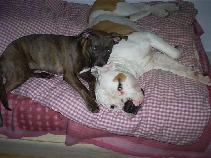 Amerikansk bulldog boxzo - boxzo og hans veninde mille .. billede 8