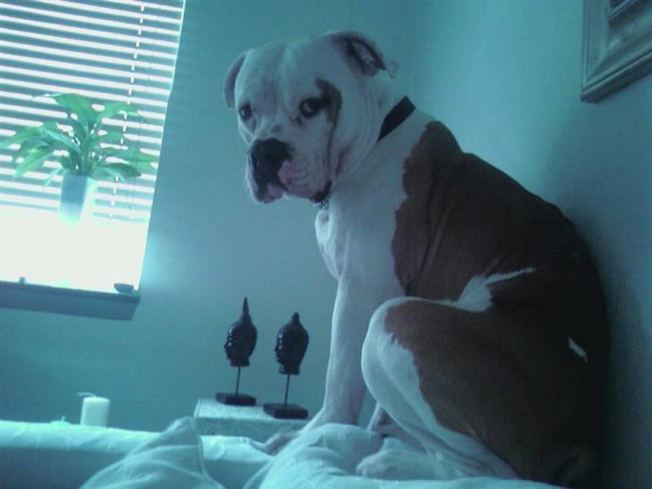 Amerikansk bulldog boxzo billede 9