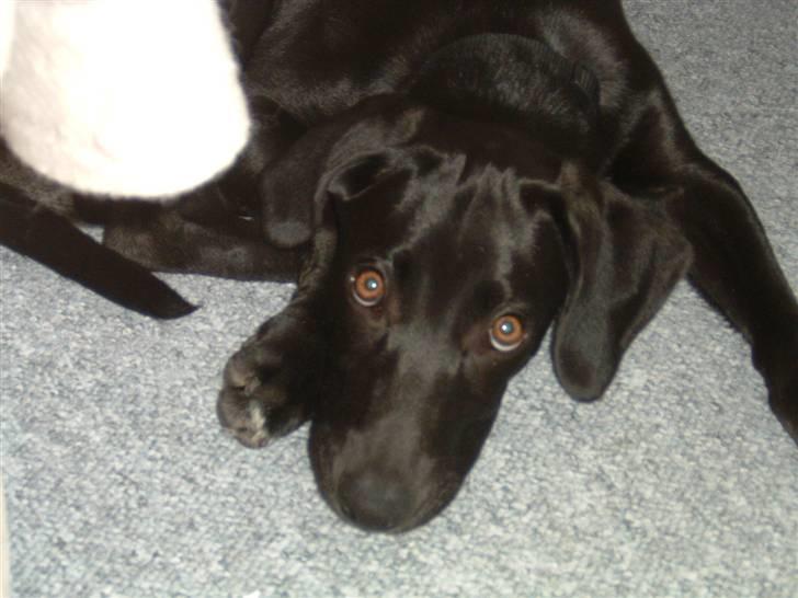 Blanding af racer Milla billede 9