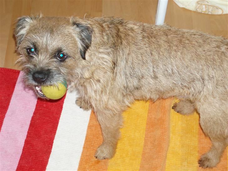 Border terrier Anton  billede 12