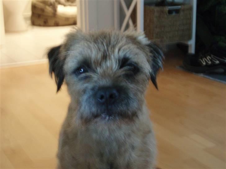 Border terrier Anton  billede 13